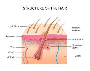 فولیکول مو