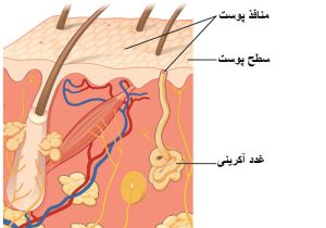 منفذ پوست